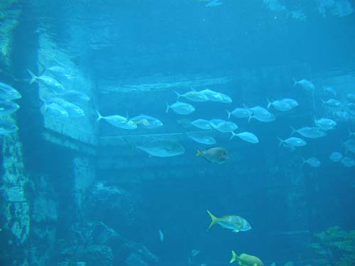 AtlantisAquarium1