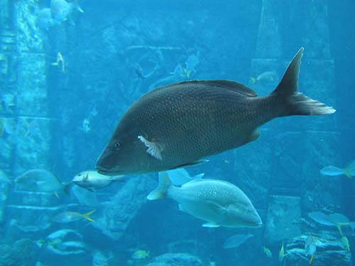 AtlantisAquarium4