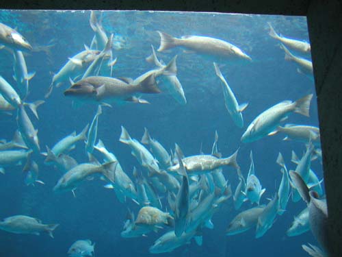 AtlantisAquarium5