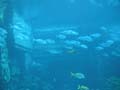 AtlantisAquarium1