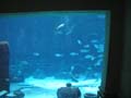AtlantisAquarium2