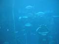 AtlantisAquarium3