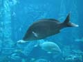 AtlantisAquarium4