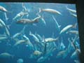 AtlantisAquarium5