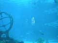 AtlantisAquarium7